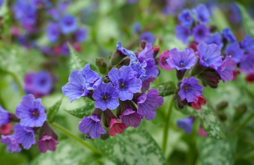 Lungwort-(plumonaria)-Flower