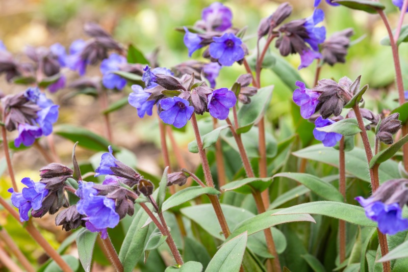 Lungwort (plumonaria)