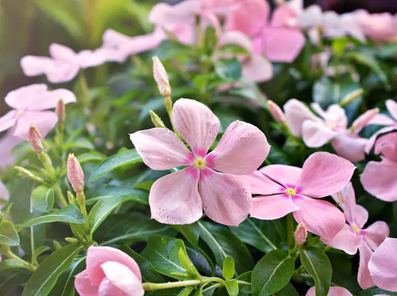 Madagascar-Periwinkle