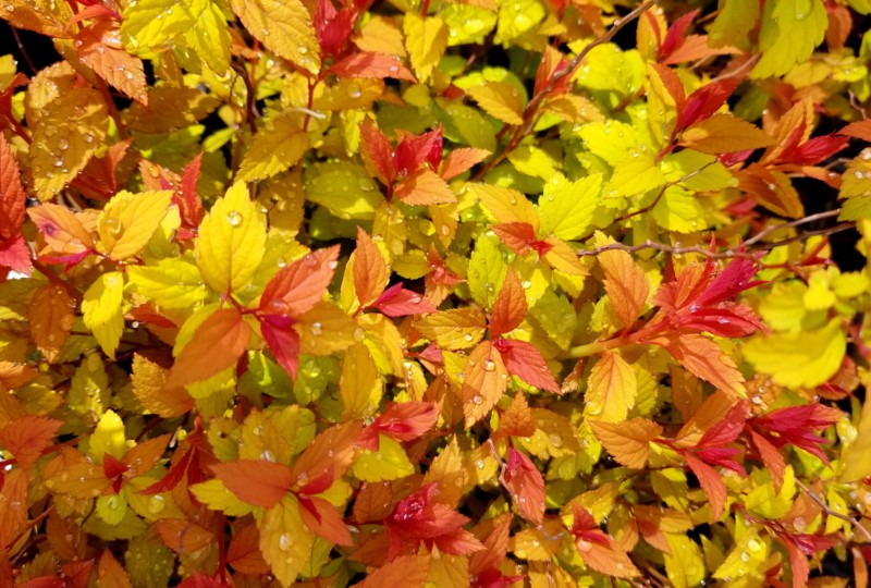 Magic-Carpet-Spirea