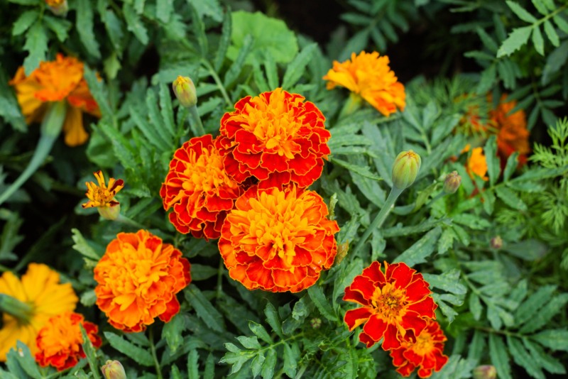 Marigolds