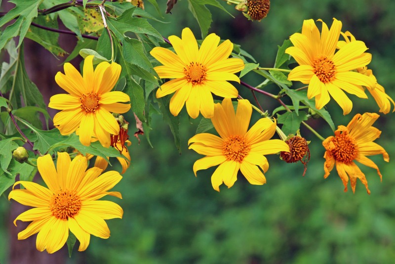 Mexican-Sunflower