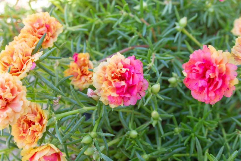 Moss-Rose