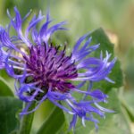 Mountain-Bluet (Bachelor’s-button)-Flower