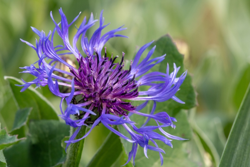 Mountain-Bluet (Bachelor’s-button)-Flower