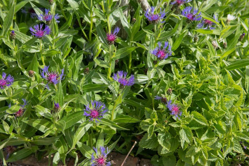 Mountain-Bluet (Bachelor’s-button)-Plant