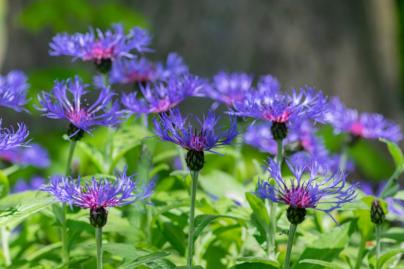 Mountain-Bluet (Bachelor’s-button)