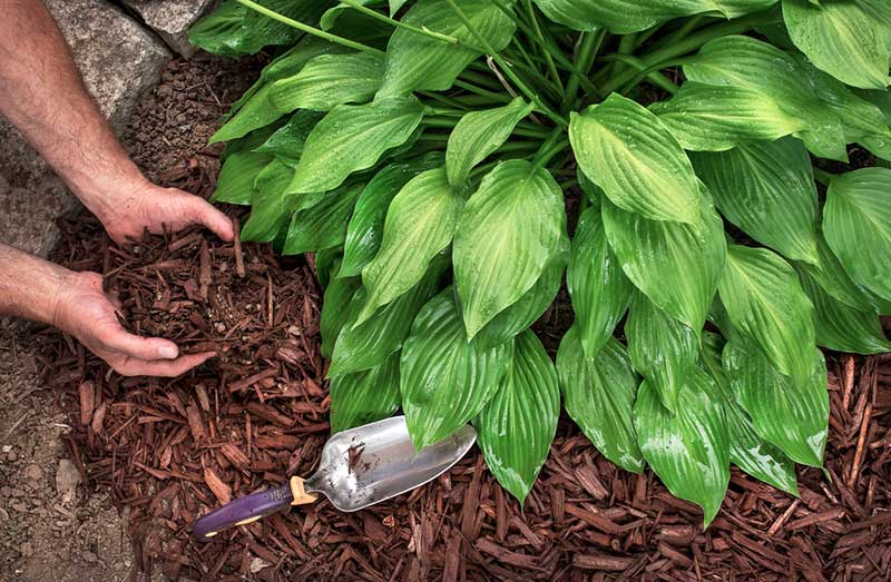 Mulch Hostas