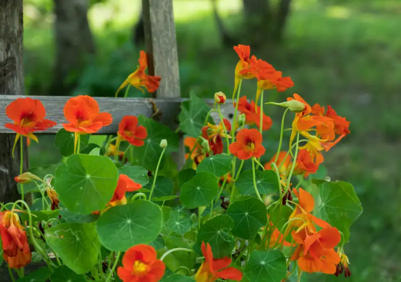 Nasturtium