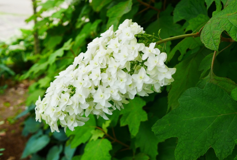 Oakleaf-Hydrangea