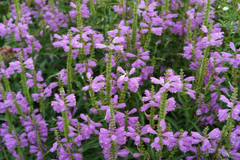 Obedient-Plant-Flower