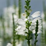 Obedient-Plant-White
