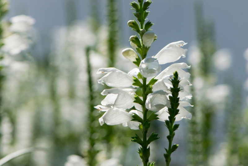 Obedient-Plant-White