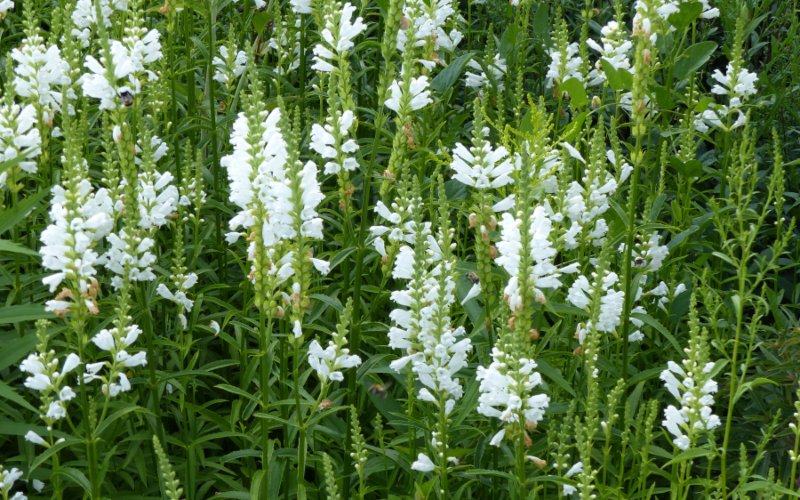 Obedient-Plant