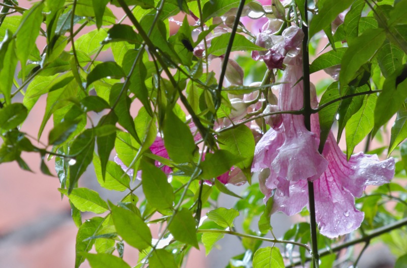 Pandora-Vine-Bush