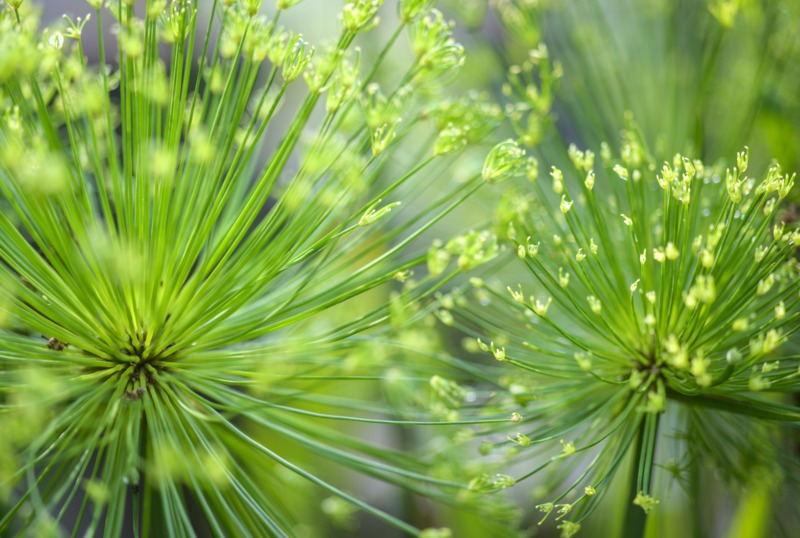 Papyrus-Plant-Closeup