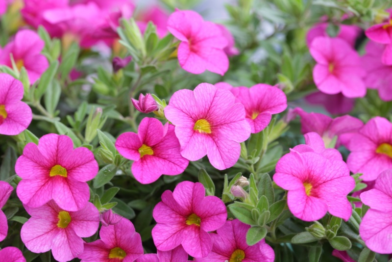 Petunias