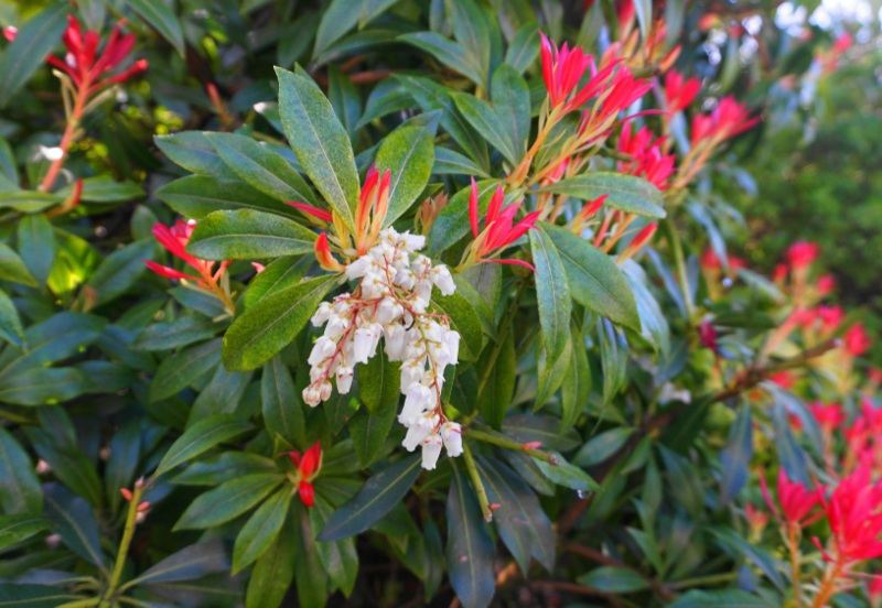 Pieris