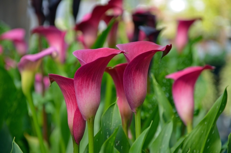 Pink-Calla-Lily