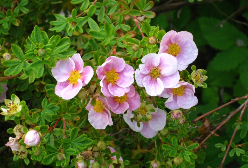 Potentilla