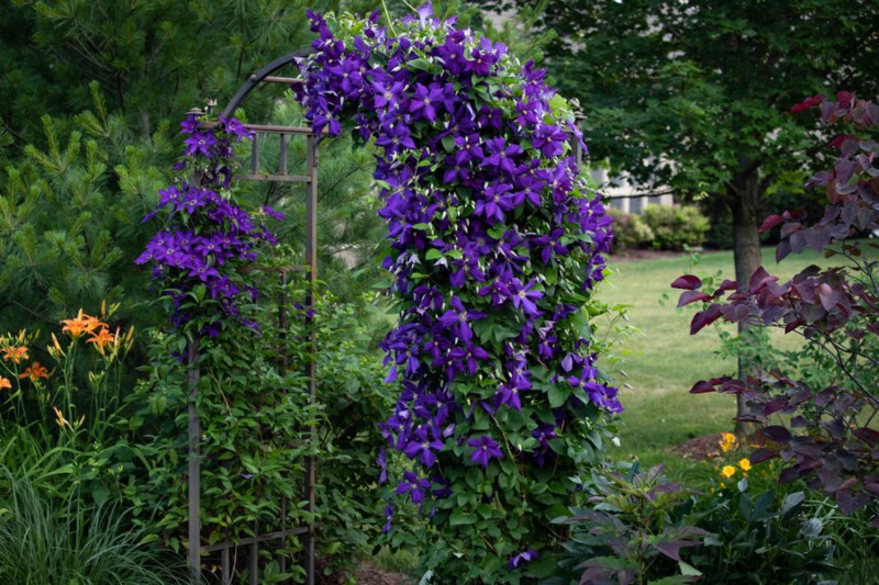 Purple-Clematis-Vine