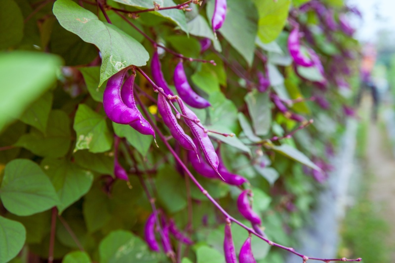 Purple-Hyacinth-Bean-Vine