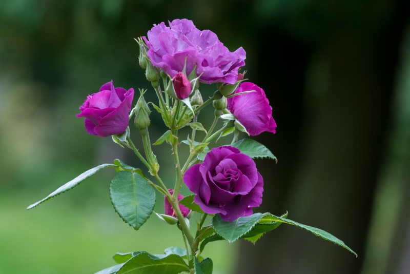 Purple-Vining-Rose