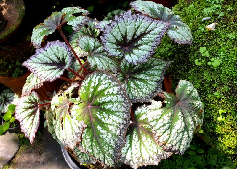 Rex-Begonia