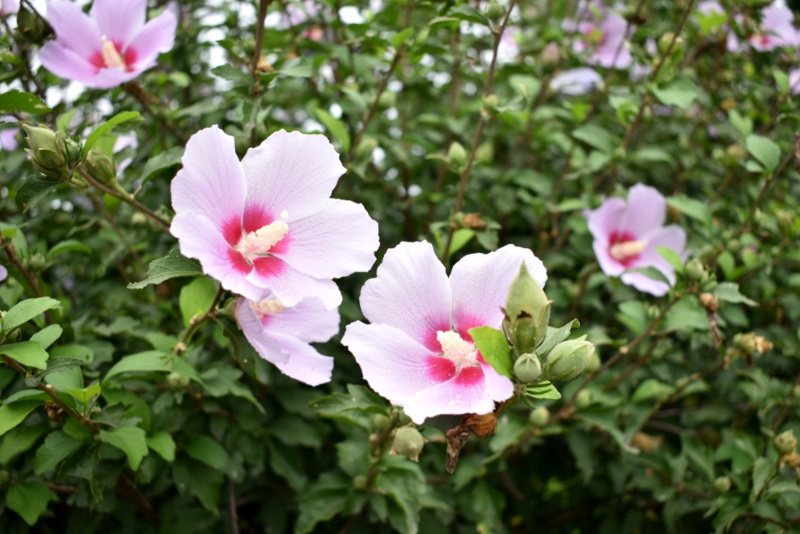 Rose-of-Sharon