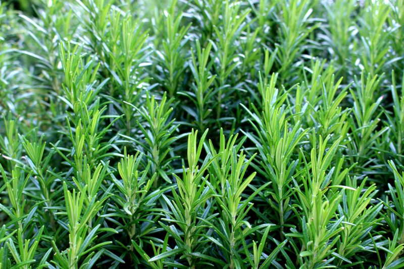 Rosemary