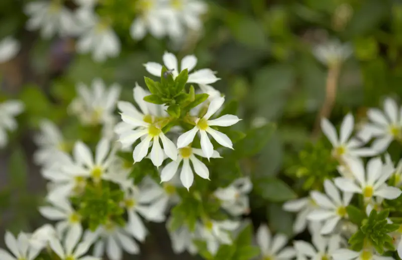 Scaevola