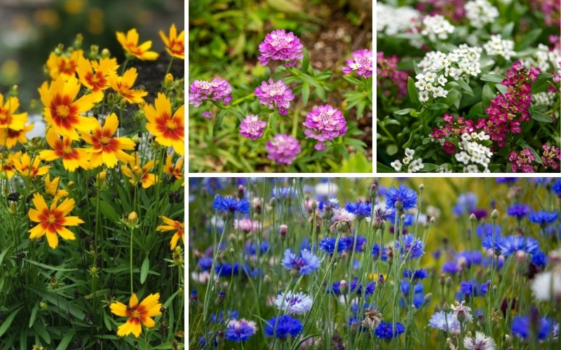 Self-Sowing Annuals