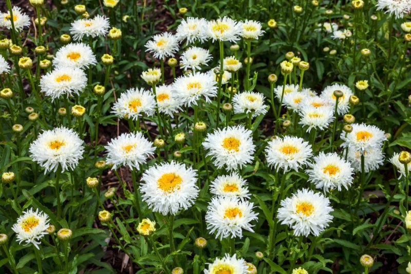 Shasta-Daisy