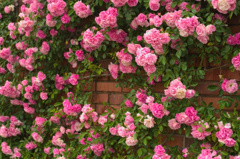 Shrub-Roses