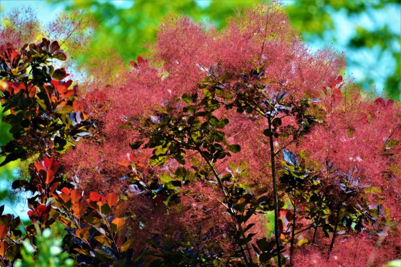 Smokebush