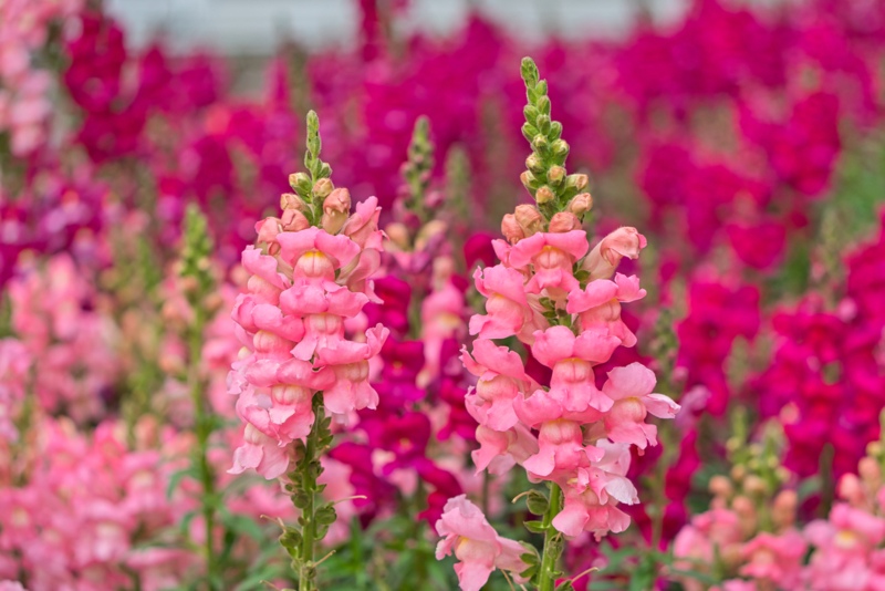 Snapdragon