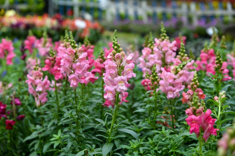 Snapdragons