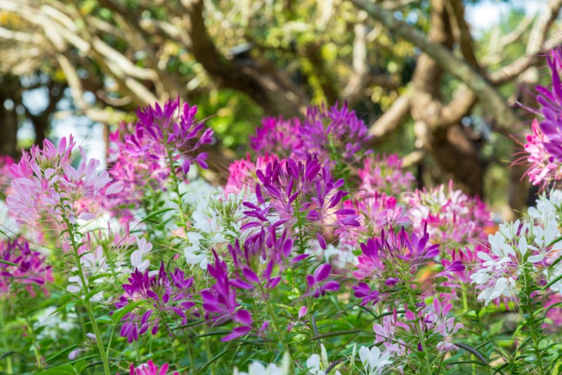 Spider-Flower