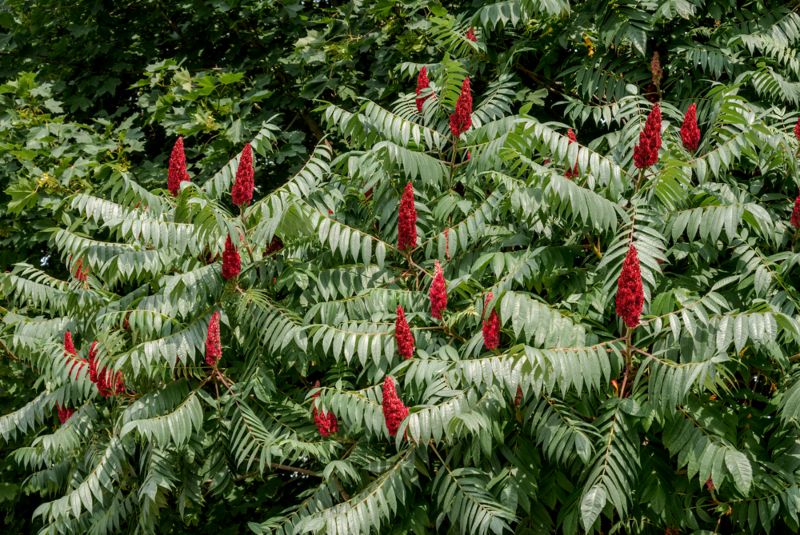 Staghorn-Sumacs