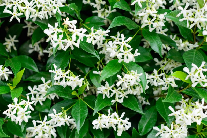 Star-Jasmine