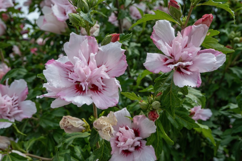 “Sugar-Tip” Rose-of-Sharon