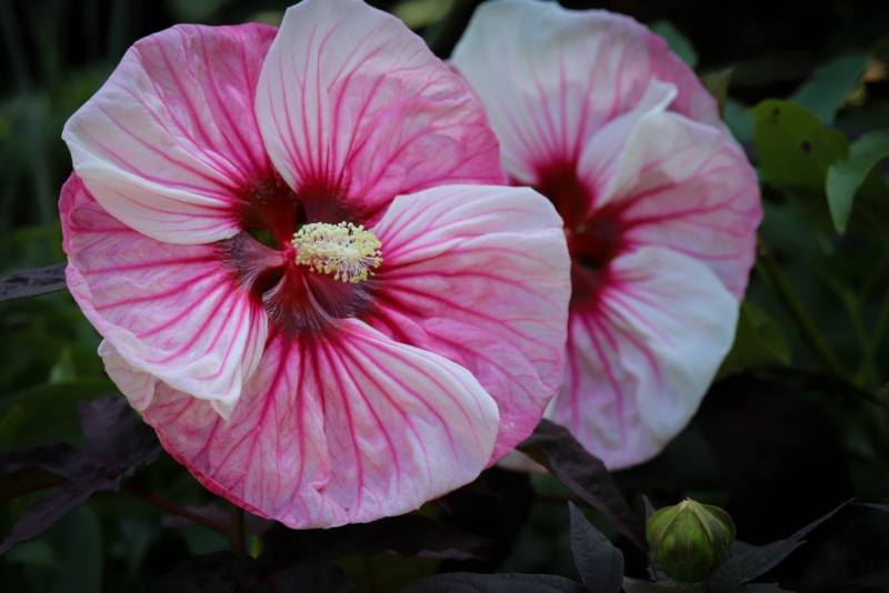 Summerific-Hardy-Hibiscus