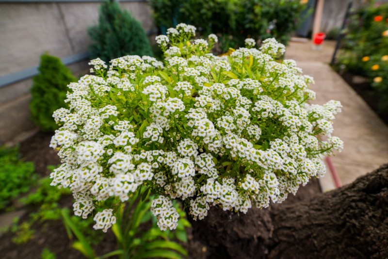 Sweet-Alyssum