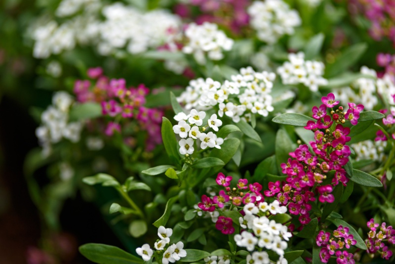 Sweet-Alyssum