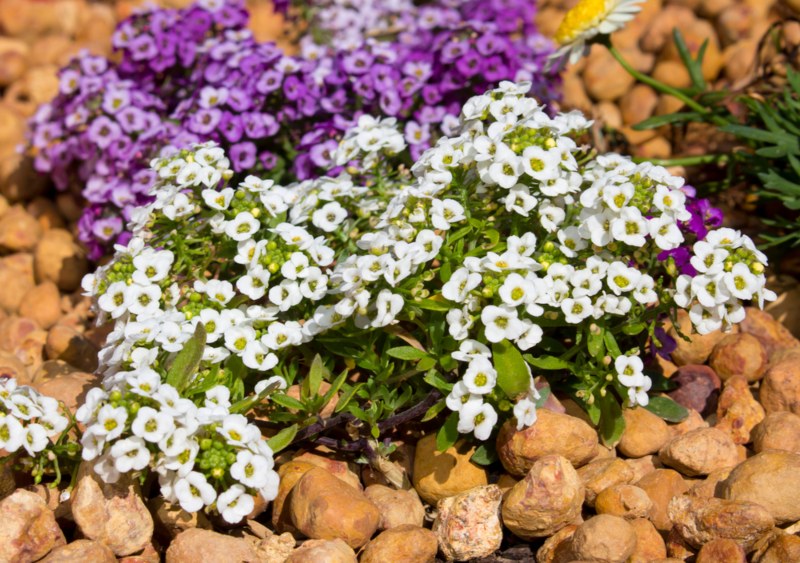 Sweet-Alyssum