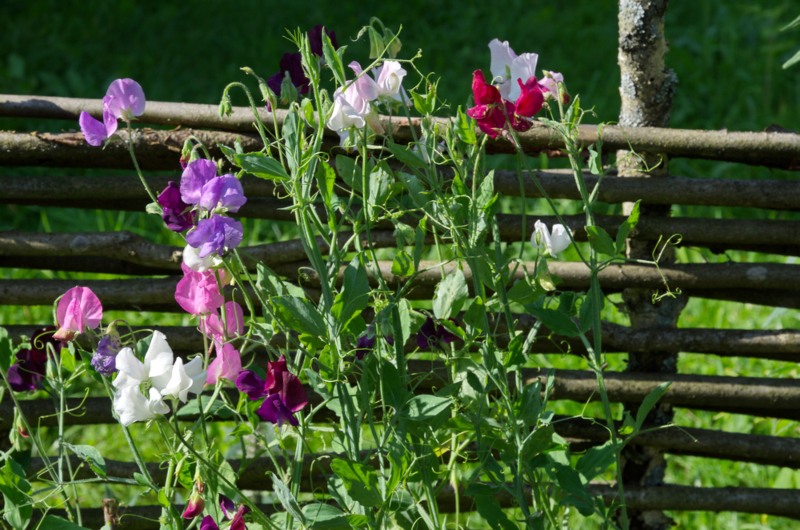 Sweet-Peas