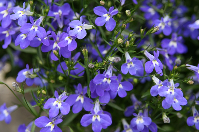 Trailing-Lobelia