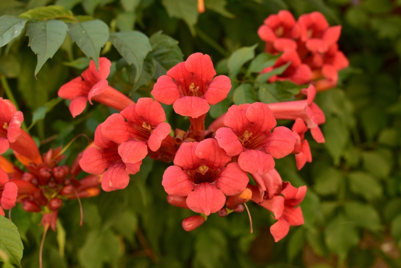 Trumpet-Vine