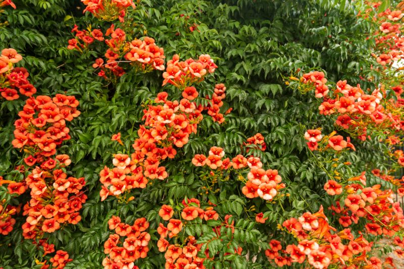 Trumpet-Vine