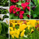 Types of Calla Lily